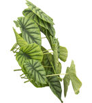 翠绿斑斓的热带观叶植物