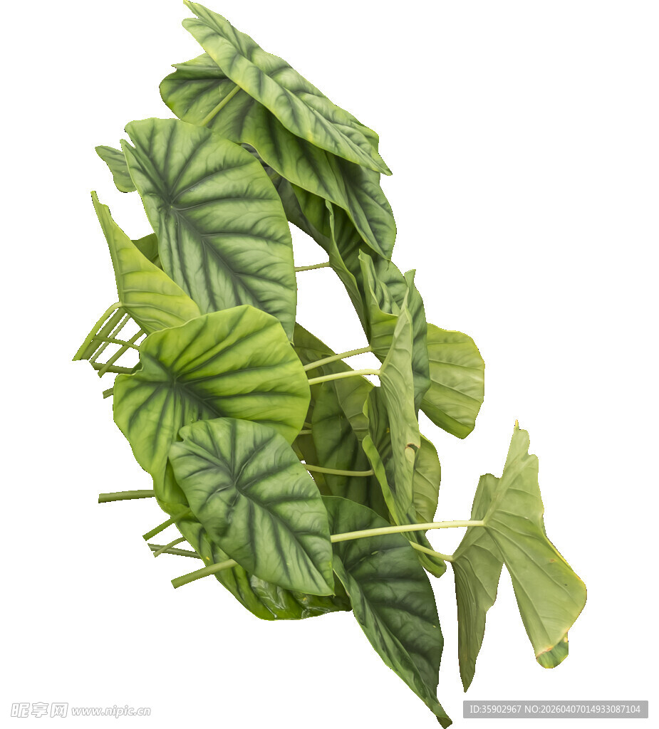 翠绿斑斓的热带观叶植物