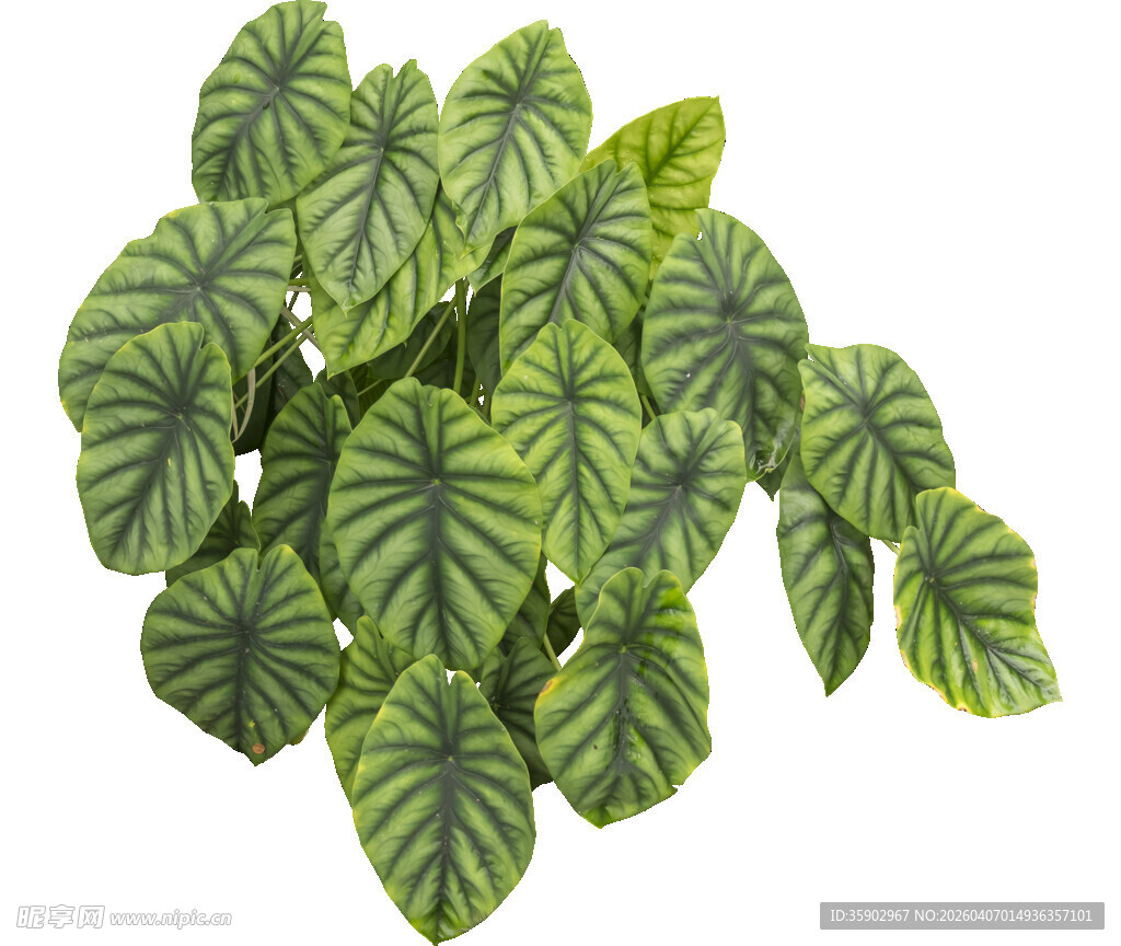 翠绿斑斓的海芋属植物叶片