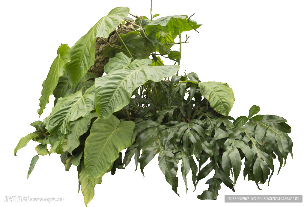 翠绿繁茂的植物枝叶