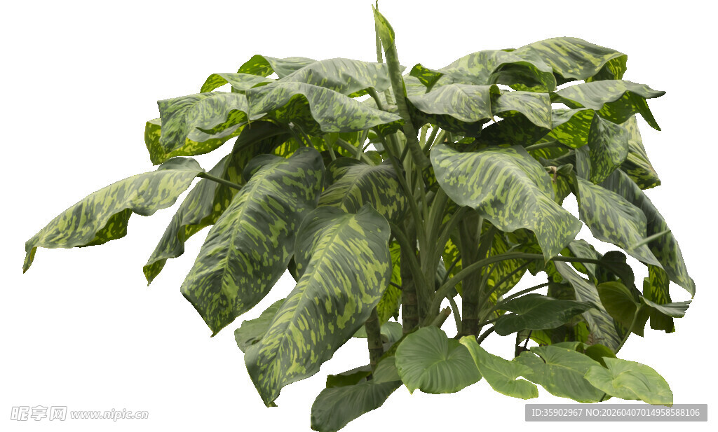 大型绿植龟背芋特写
