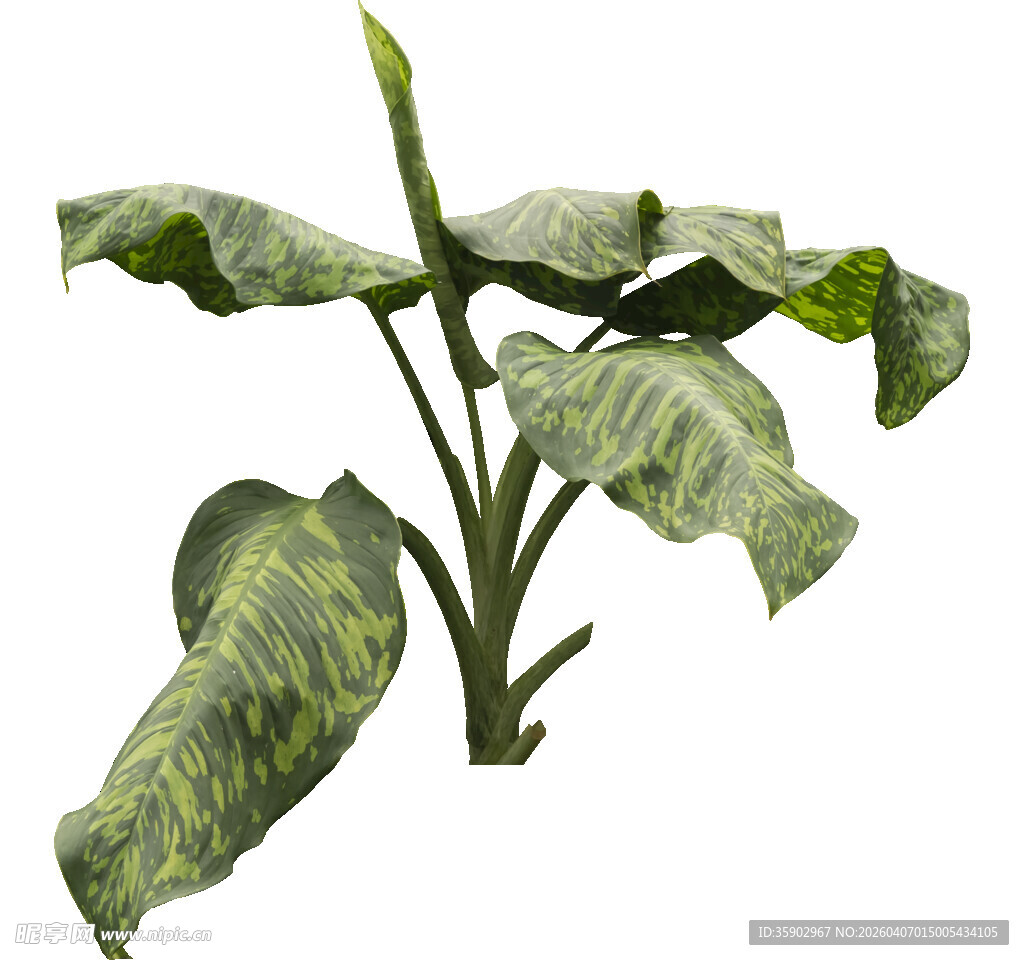 斑纹绿植独特叶片姿态