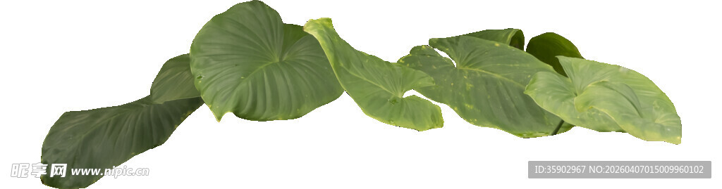 新鲜绿色仙人掌叶片