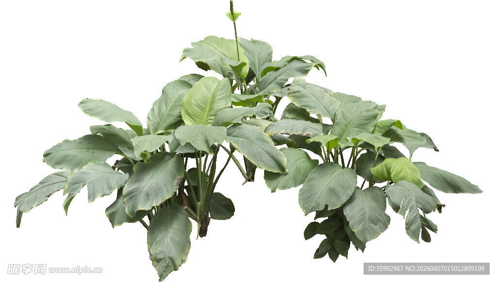 绿叶繁茂的植物