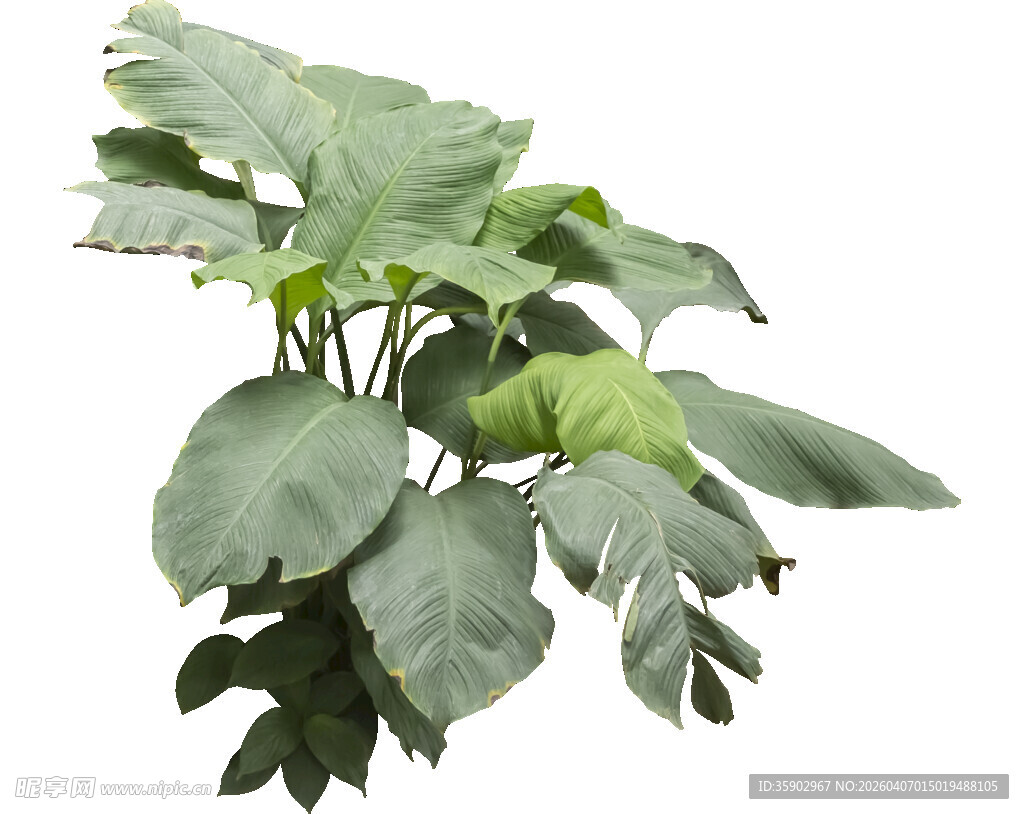 大型绿植龟背竹特写