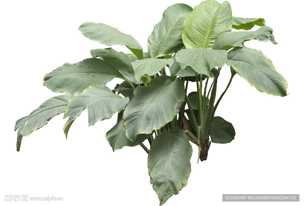 绿叶繁茂的绿植