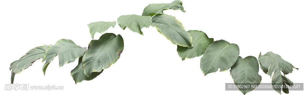 绿色羽状叶片植物特写