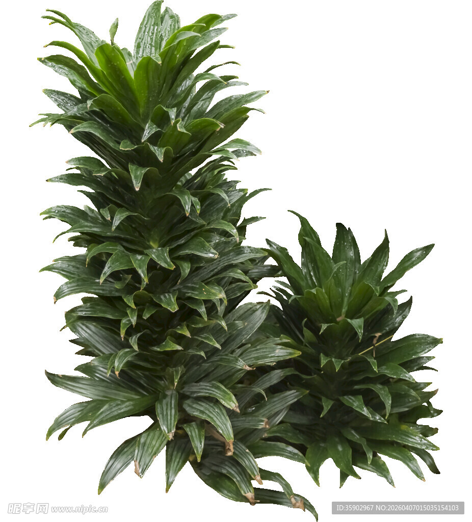 两株翠绿凤梨植物