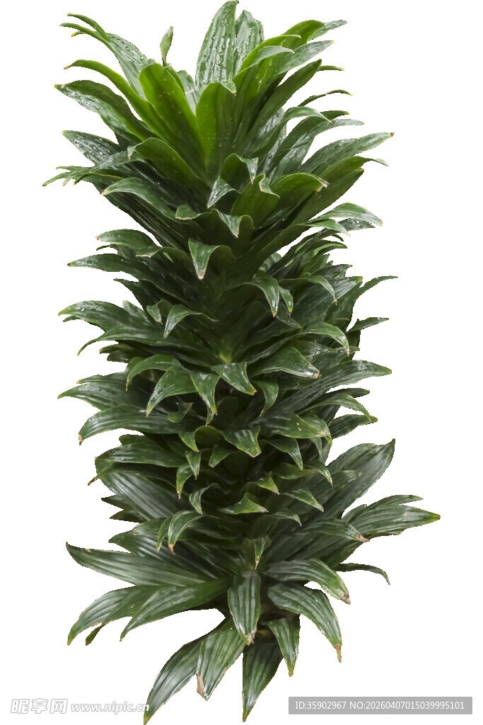 直立生长的绿色凤梨植株