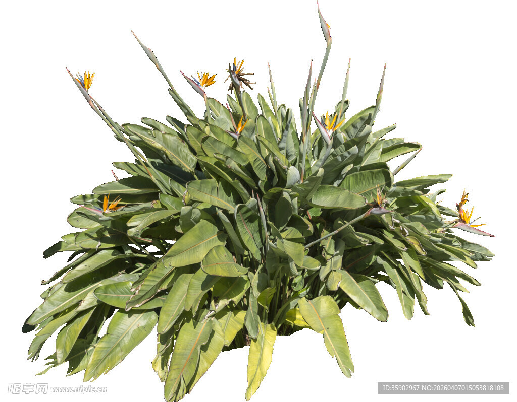 绿叶黄花植物盆栽