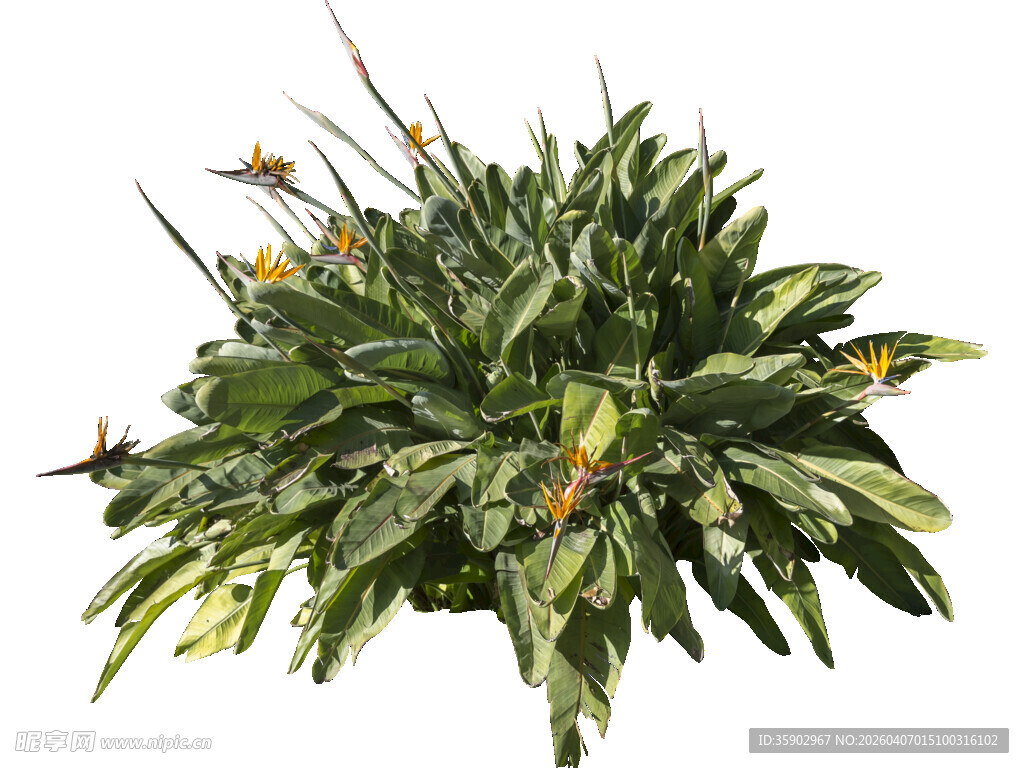 绿叶黄花的盆栽植物