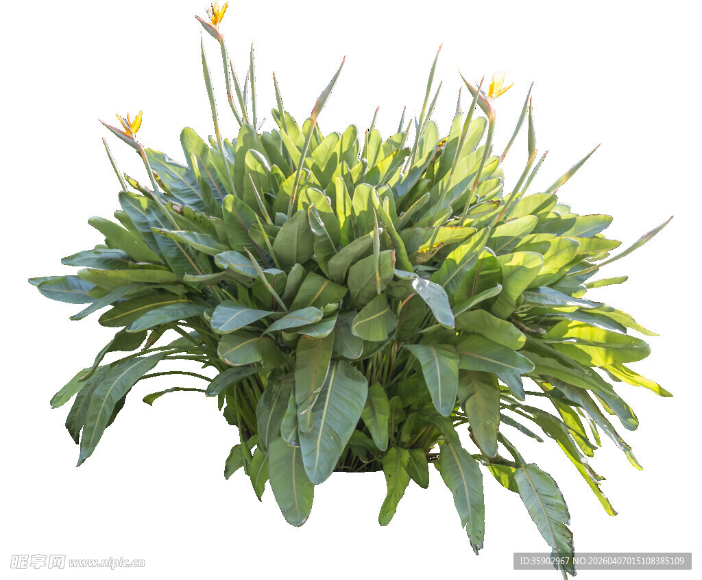 绿叶黄花植物特写