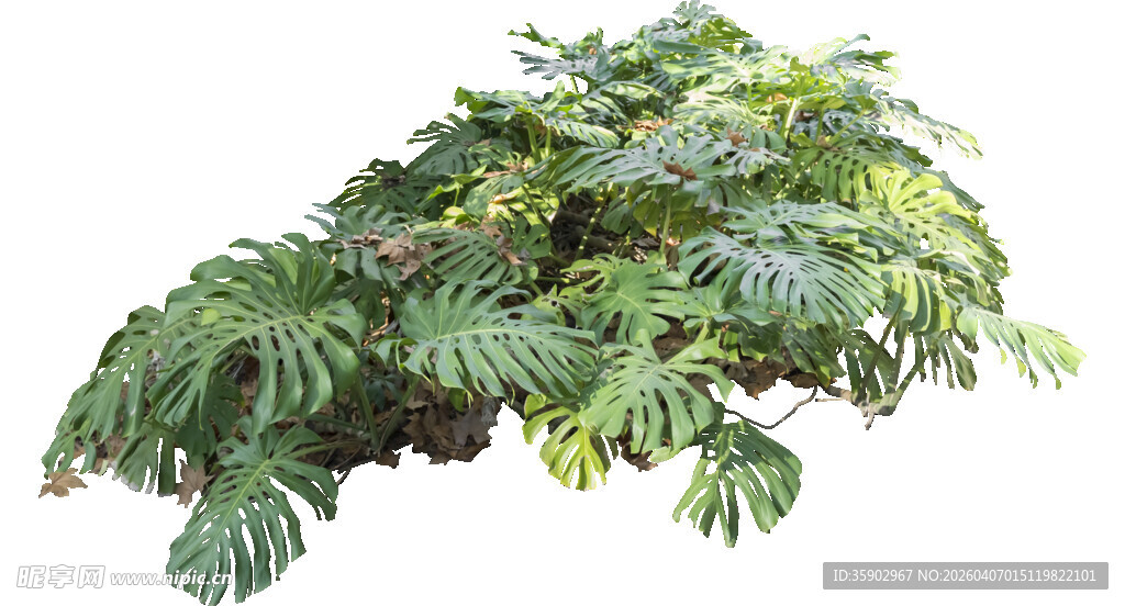 翠绿蕨类植物特写