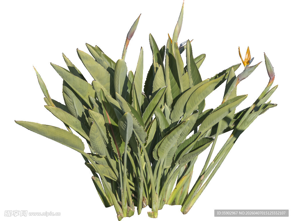 新鲜翠绿的菖蒲叶束