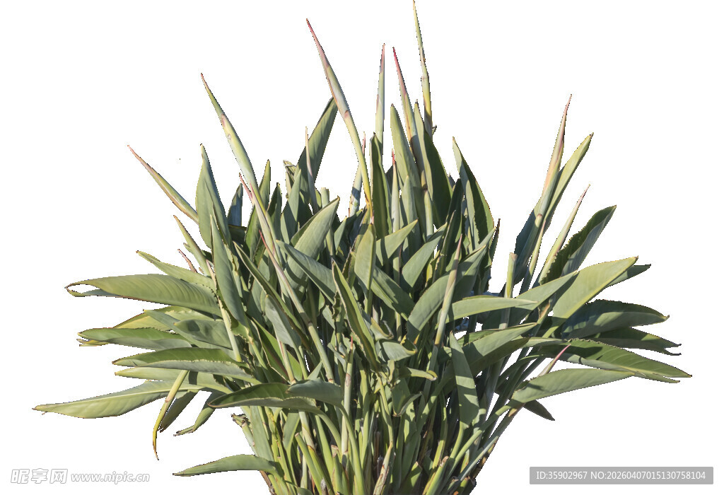 翠绿蓬勃的一丛竹子