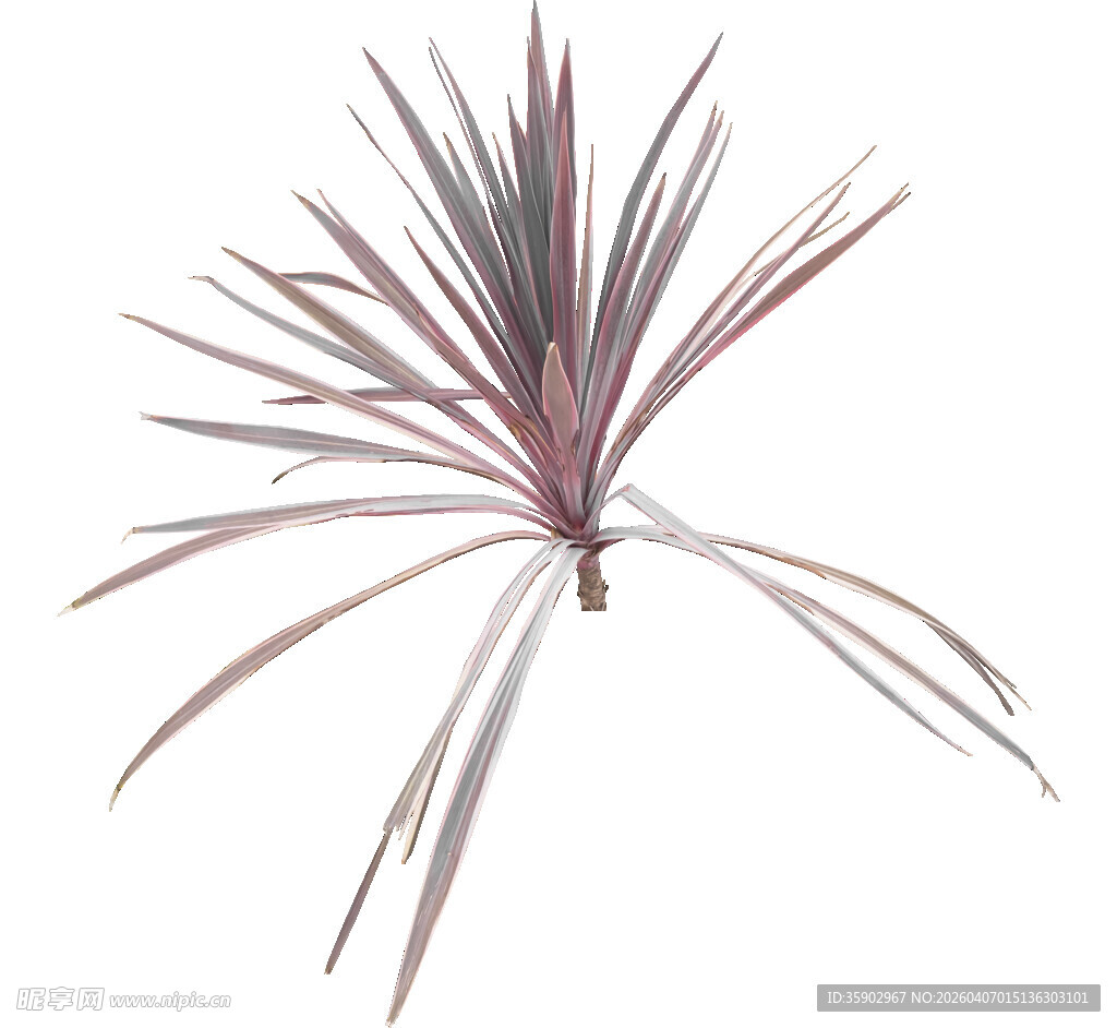 紫叶龙舌兰植物特写