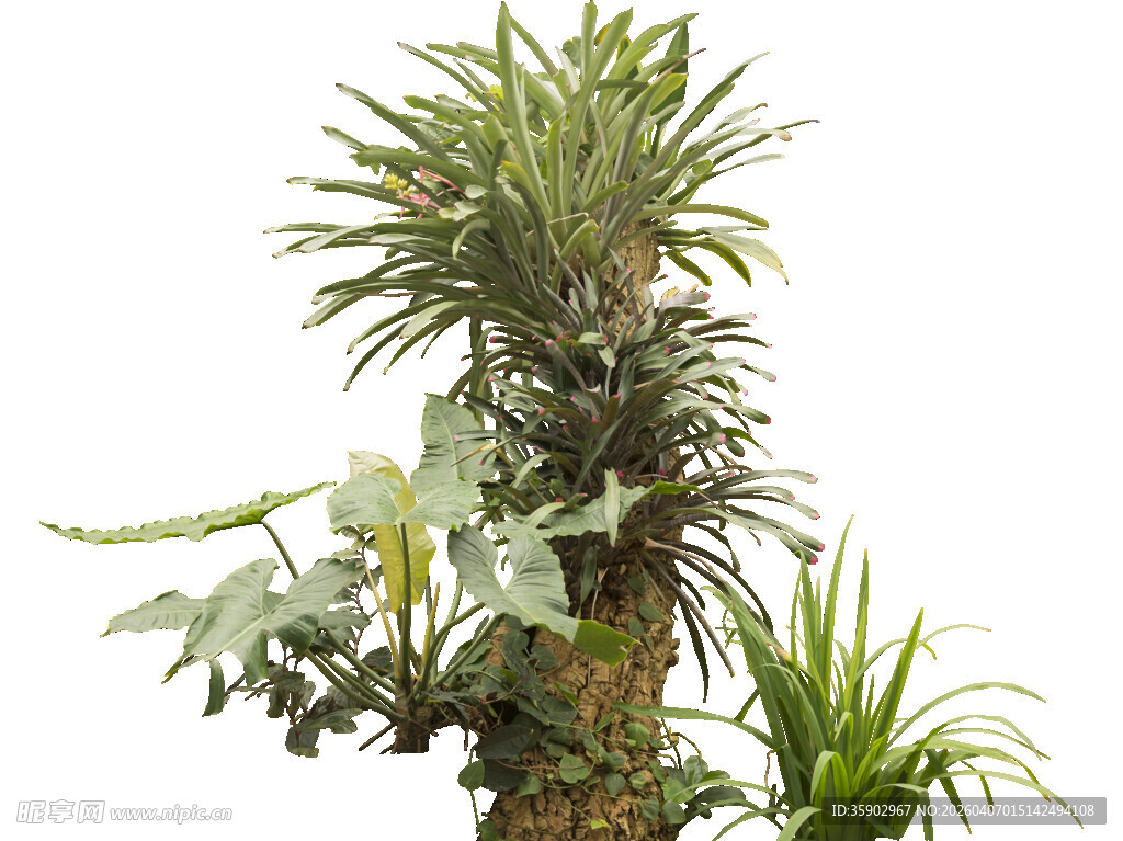 热带植物组合绿意盎然