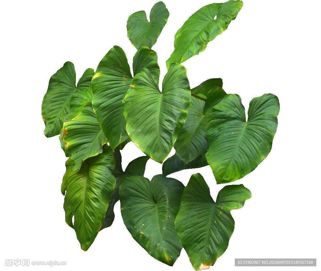 翠绿心形叶片的绿植