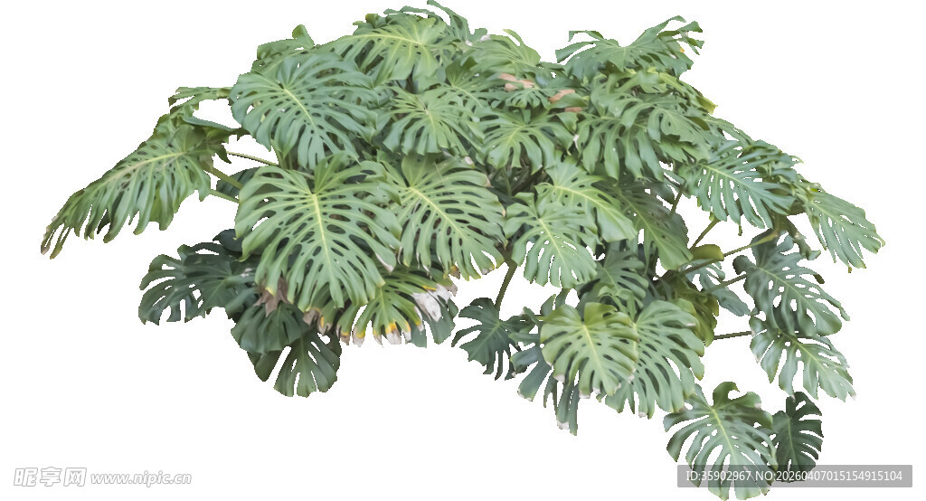 翠绿繁茂的羽状叶片植物