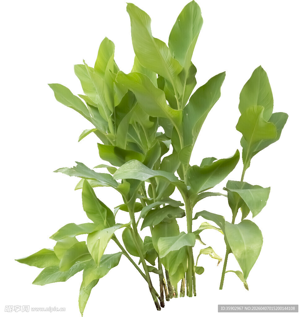 翠绿生机勃勃的绿植盆栽