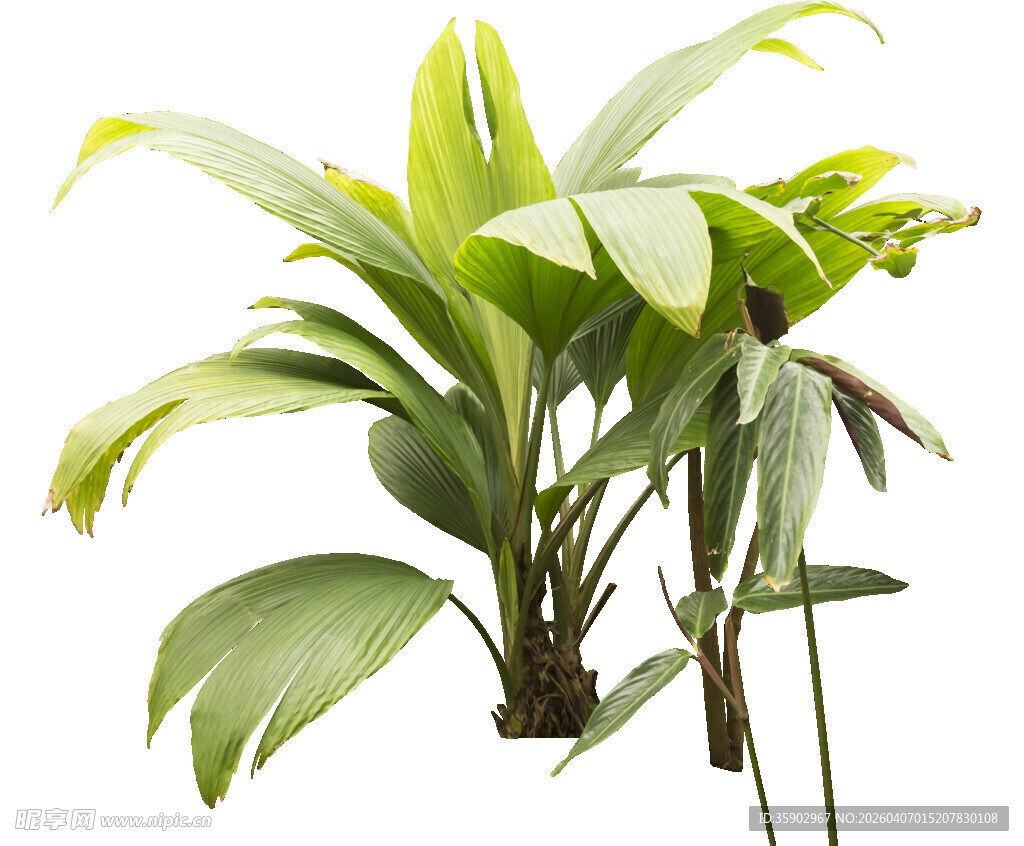 翠绿室内绿植盆栽