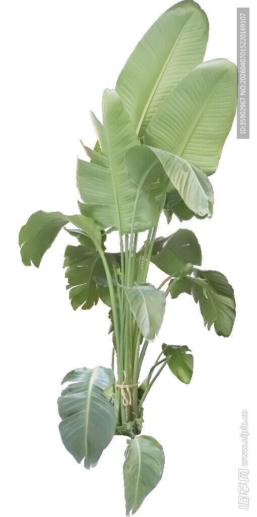 绿色芭蕉植物特写