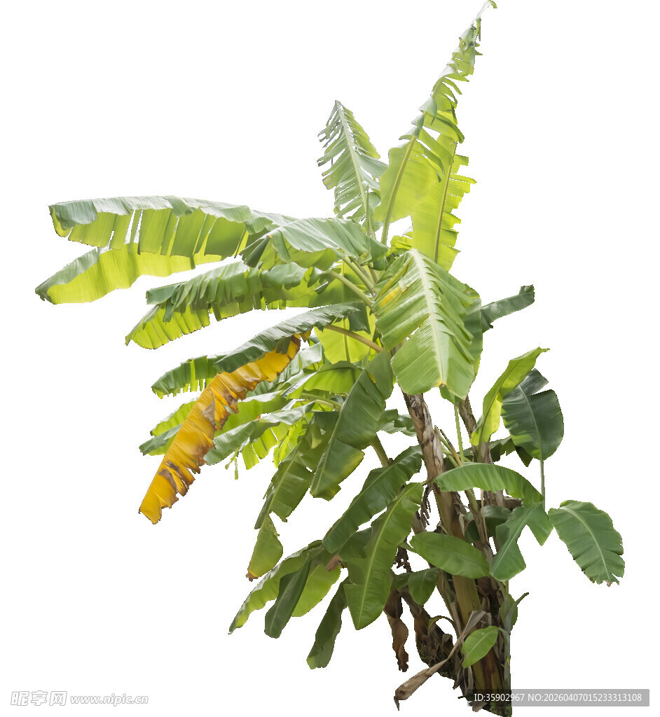 带黄斑的绿色植物枝叶