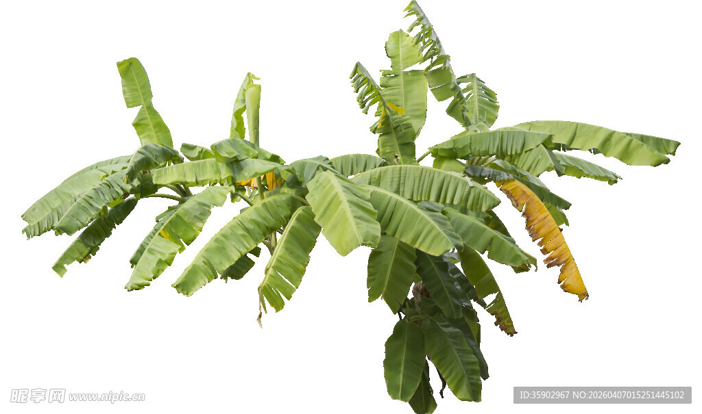 仙人掌植物特写