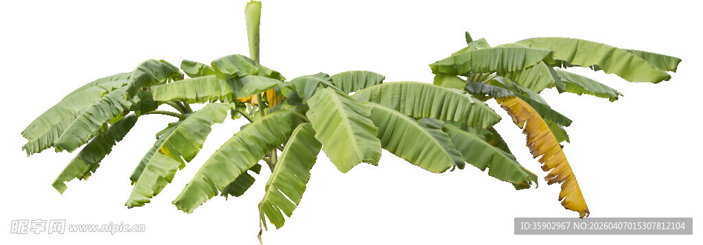 宽大翠绿的羽状植物叶片