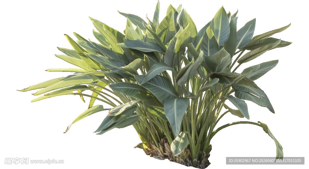 翠绿万年青盆栽植物