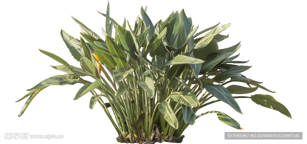 翠绿芭蕉盆栽植物