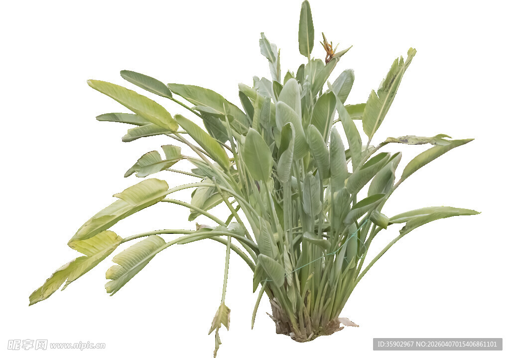 绿植盆栽清新剑叶植物