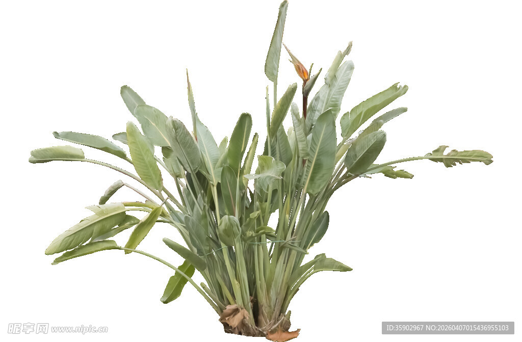 翠绿盆栽植物展示