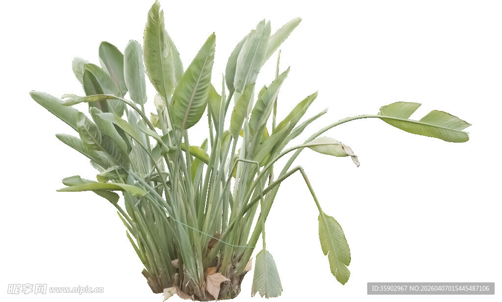 翠绿葱郁的盆栽绿植