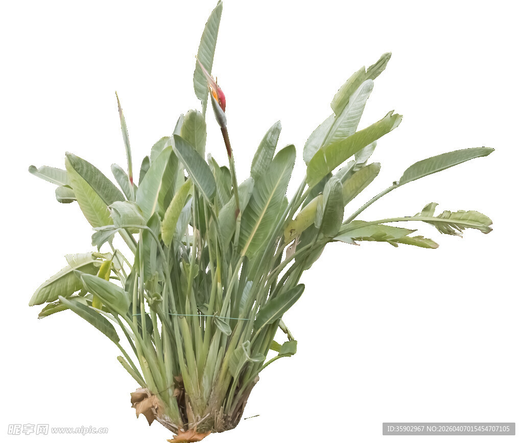 鹤望兰植物盆栽