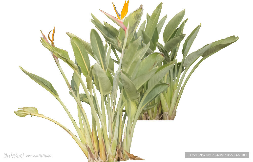 两株绿植花卉展示