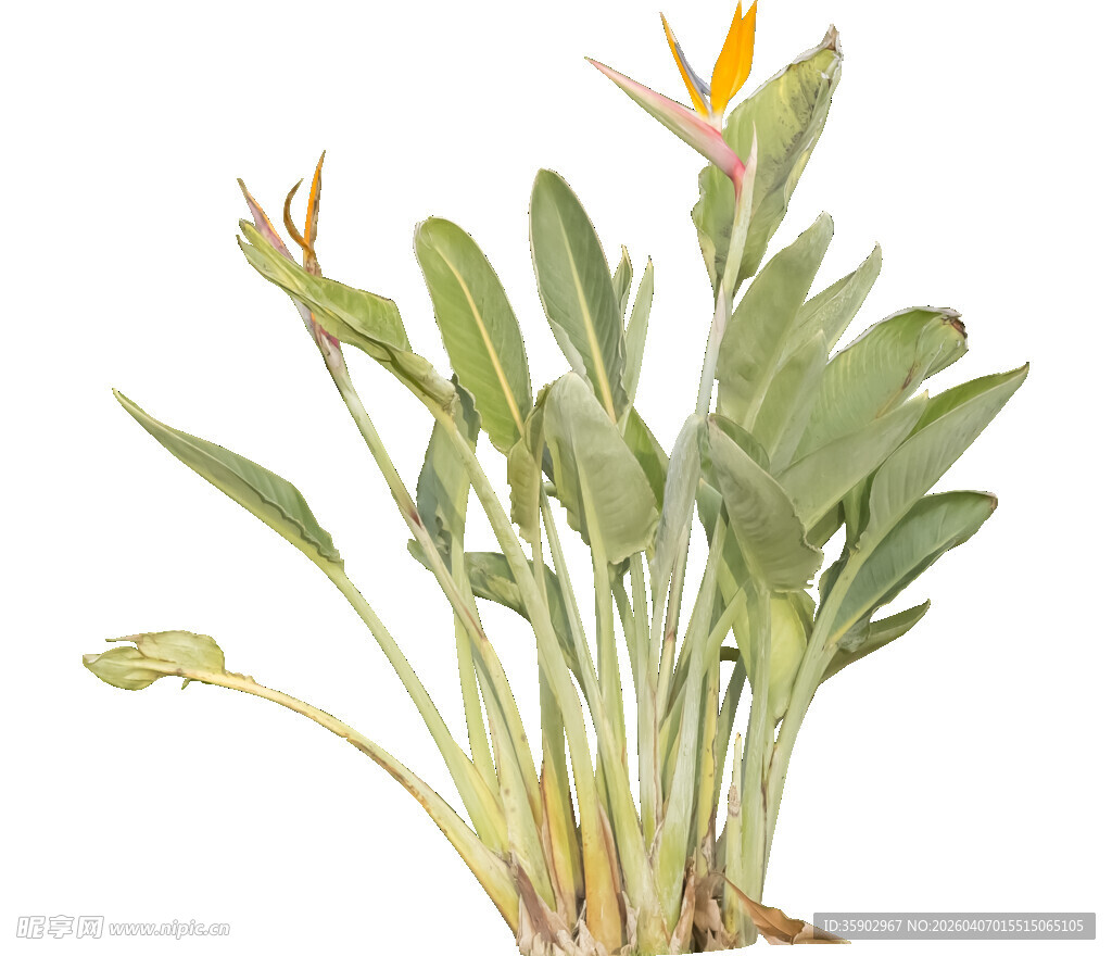 鹤望兰植物特写