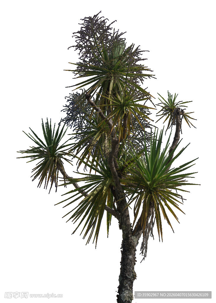 单株龙舌兰树特写