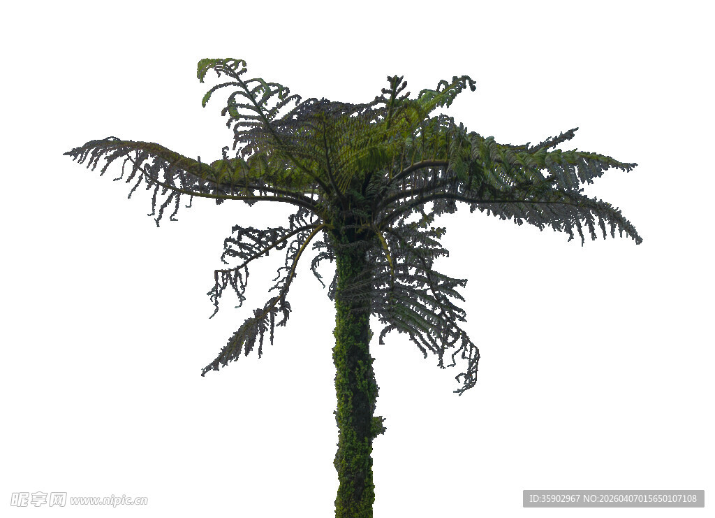 单株蕨类植物高清图像