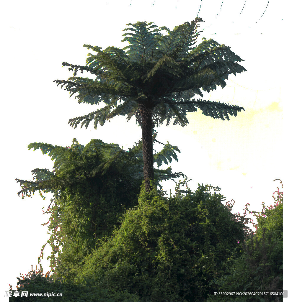 高大蕨类树挺立绿植间