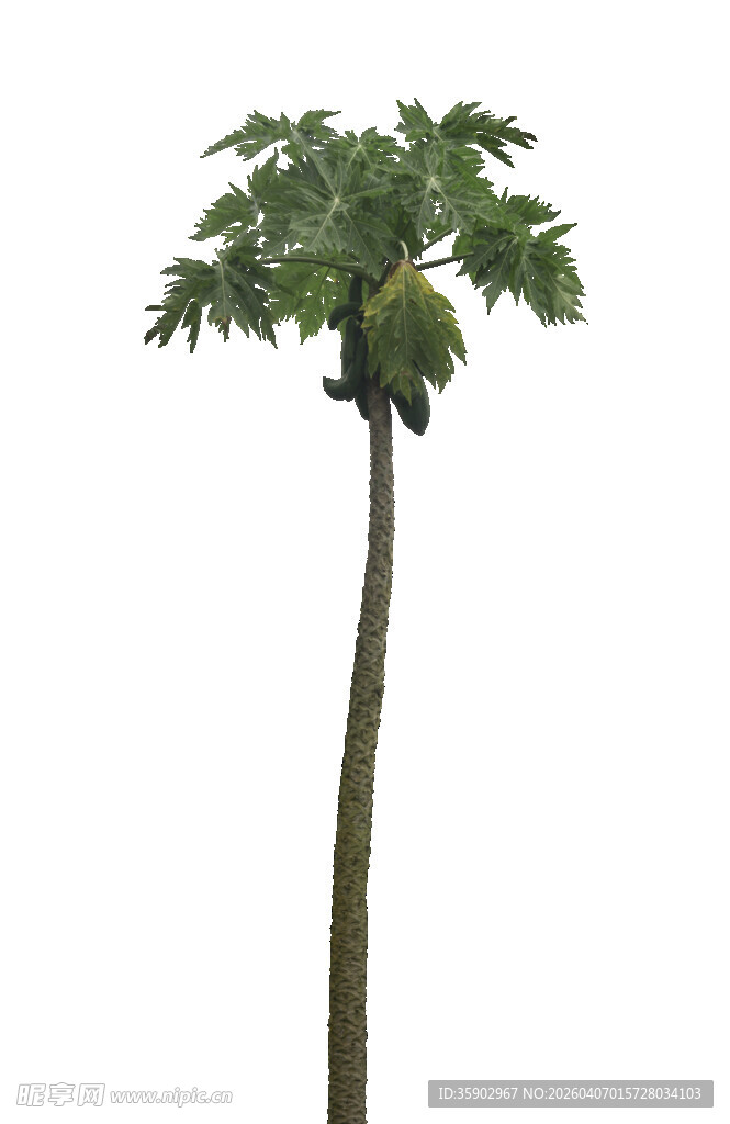 单株木瓜树特写