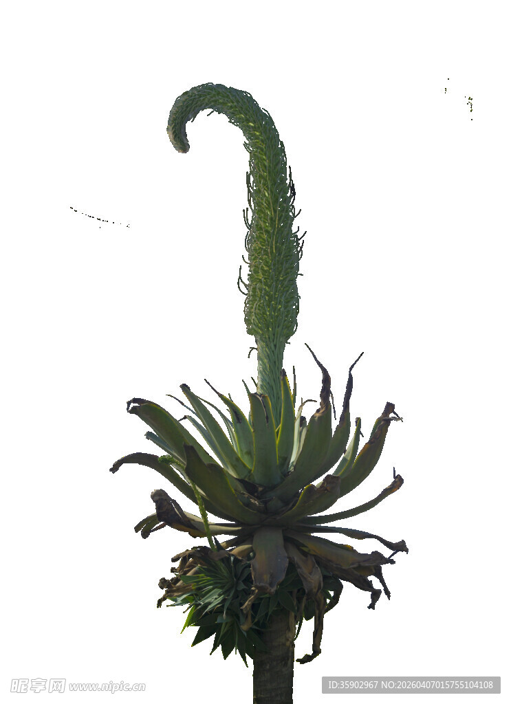 奇特造型的芦荟植物