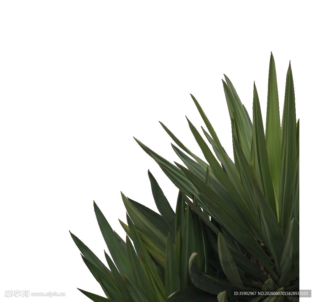 翠绿剑形叶片特写