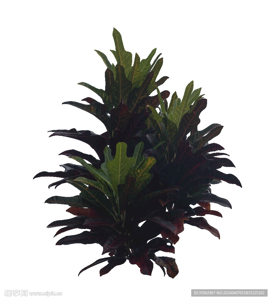 深绿与浅绿相间的观叶植物