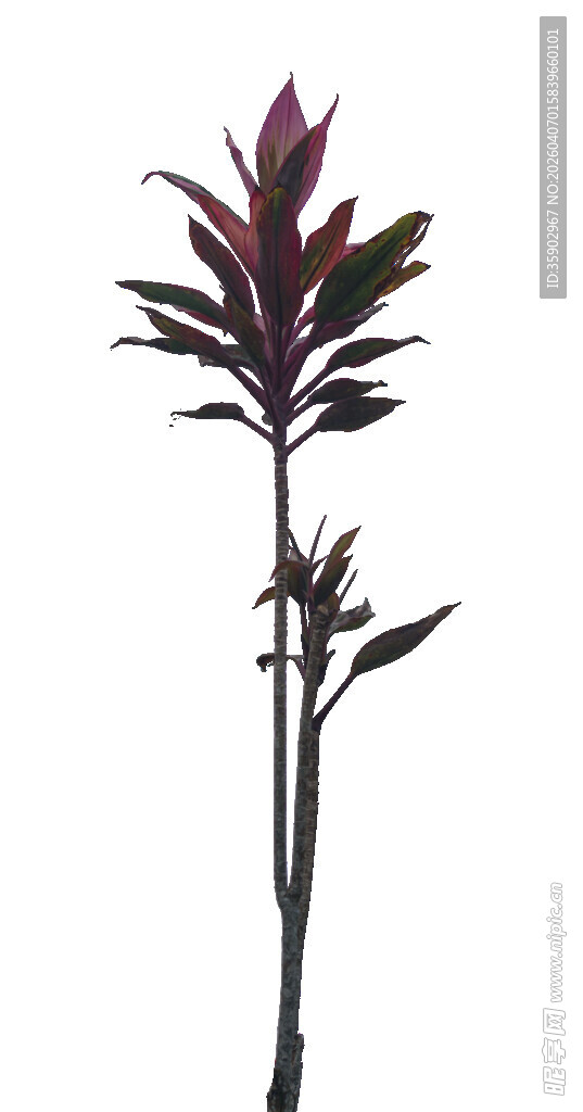 紫叶植物单株特写