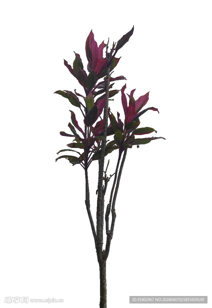 深紫花卉植物标本特写