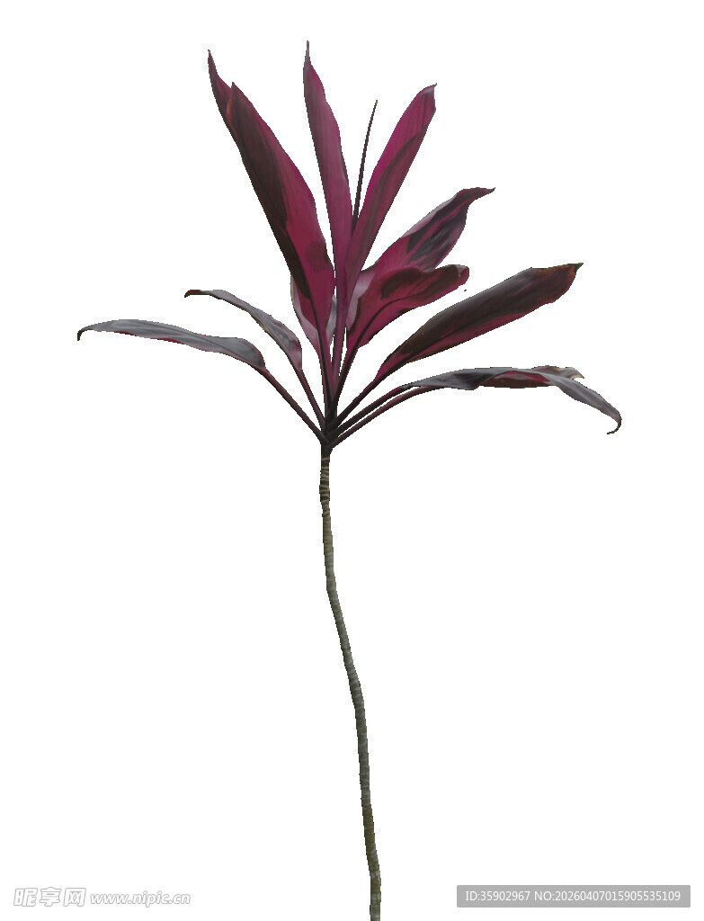 紫叶植物单枝特写