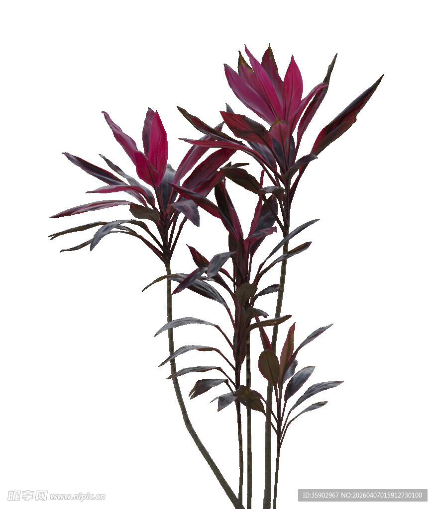 深紫叶片植物特写