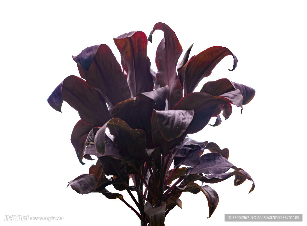 深紫色独特花卉特写