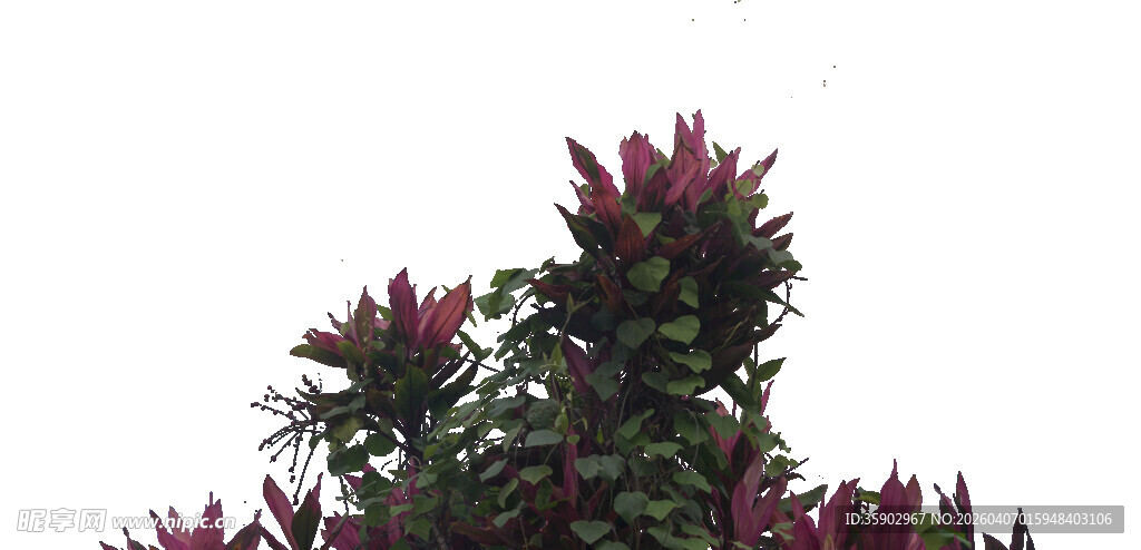 艳丽紫花绽放枝头